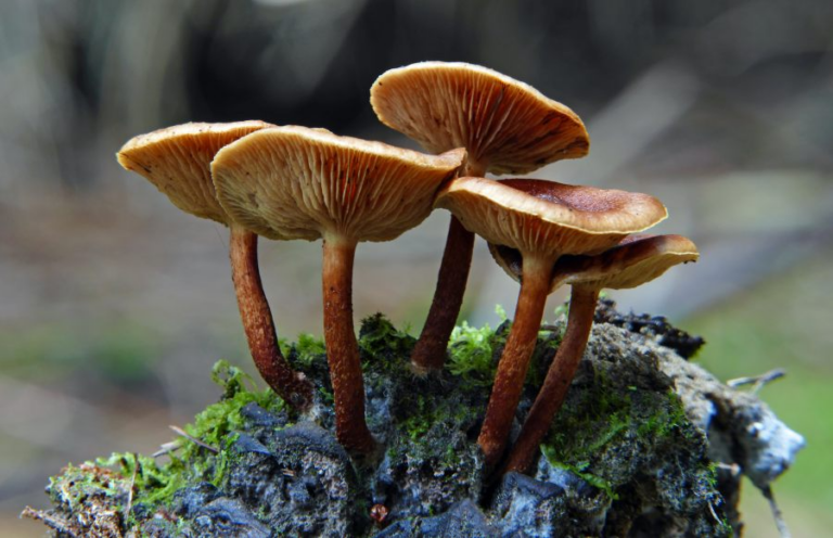 Vier braune Pilze mit gewölbten Hüten wachsen auf einem moosbedeckten Holzstück.